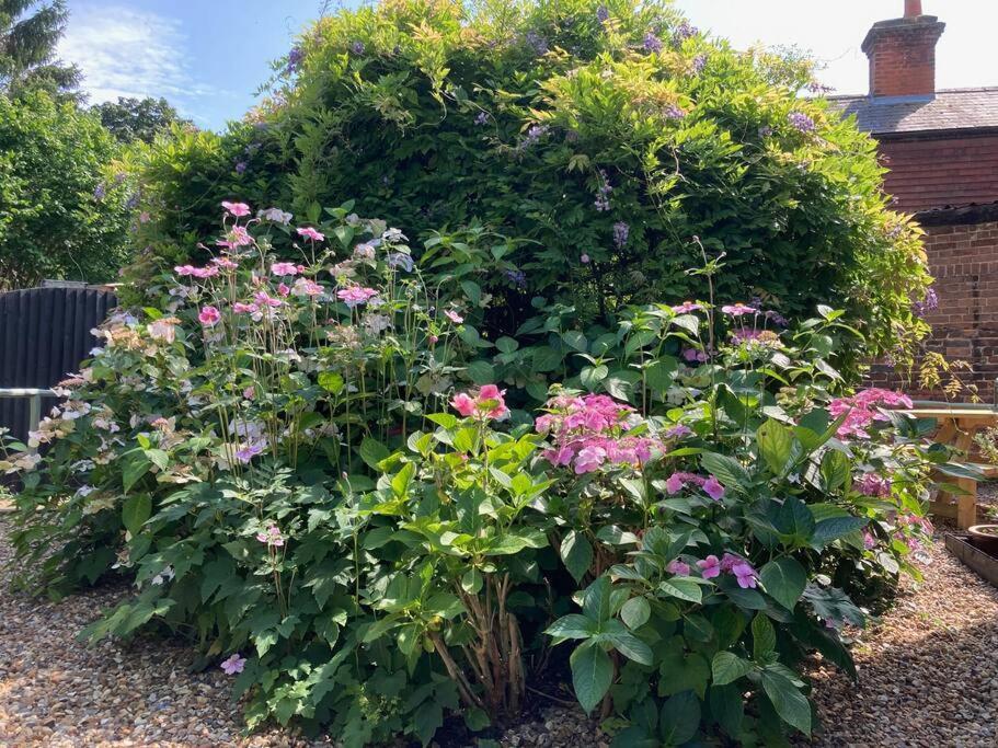 Wingham Beautiful 500 Year Old Listed Kentish Cottage المظهر الخارجي الصورة